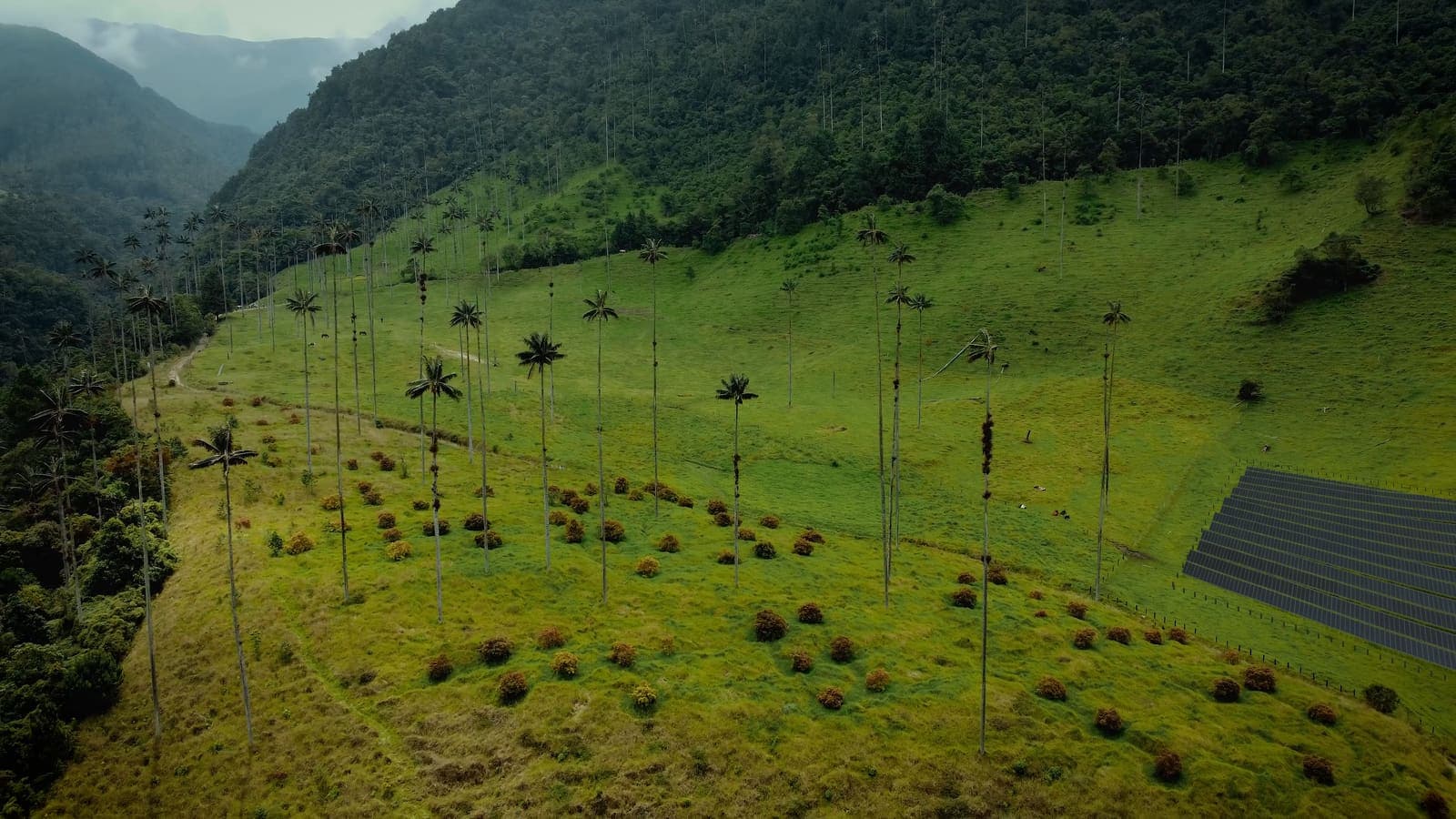 Vista aérea del Valle de Cocora: palmas de cera sobre laderas verdes y, a la derecha, un campo de paneles solares en un potrero cercado.